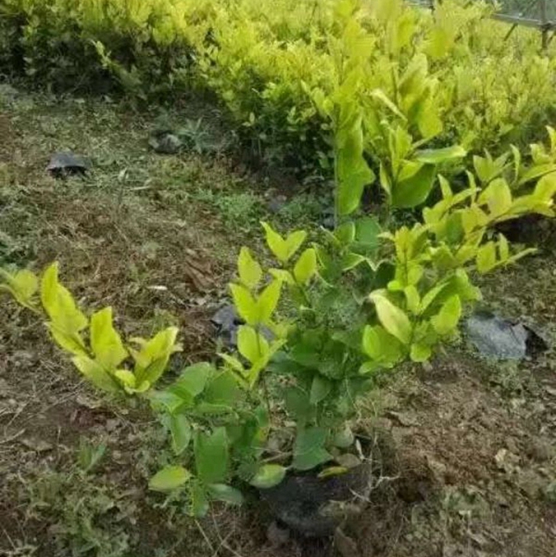 多分枝女贞大杯苗
