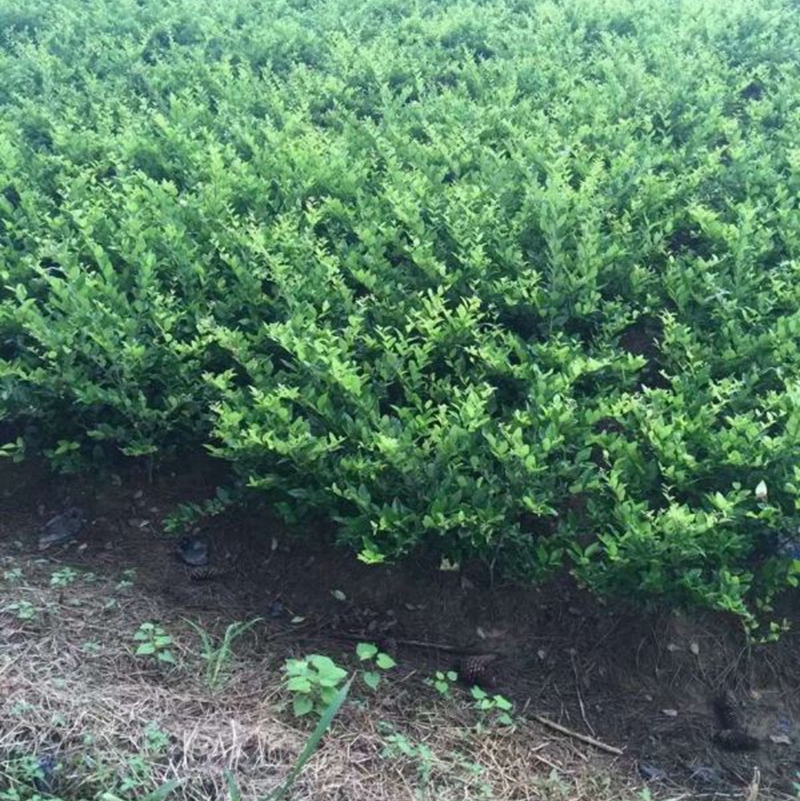 大杯金森女贞苗繁殖基地