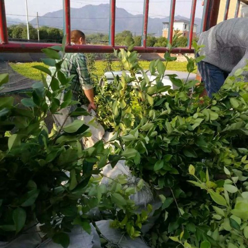 装车中的金森女贞大杯苗