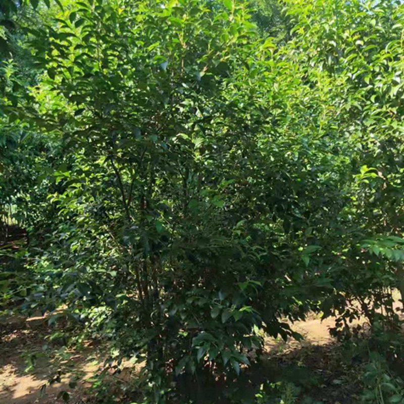 丛生大叶女贞