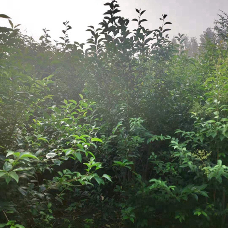 丛生女贞树