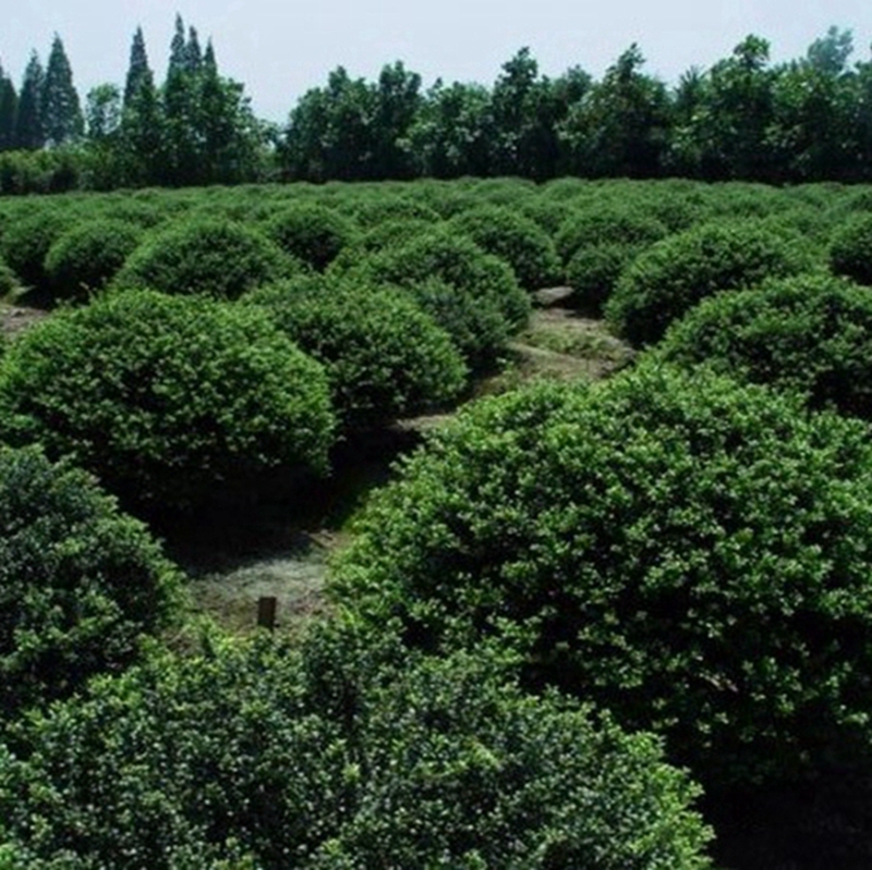 龟甲冬青球基地