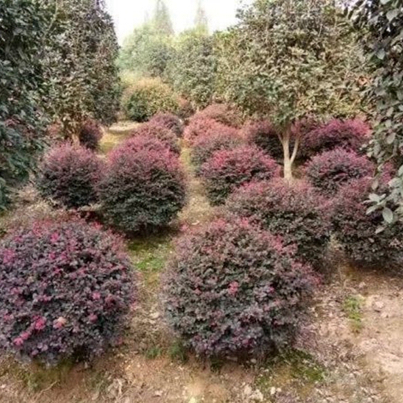 红花檵木球基地