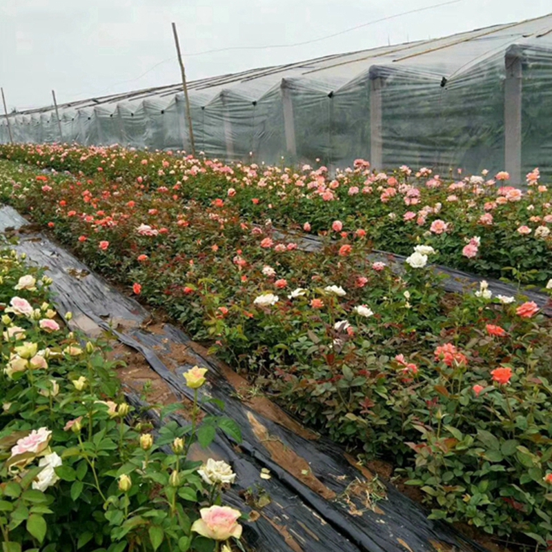月季花基地