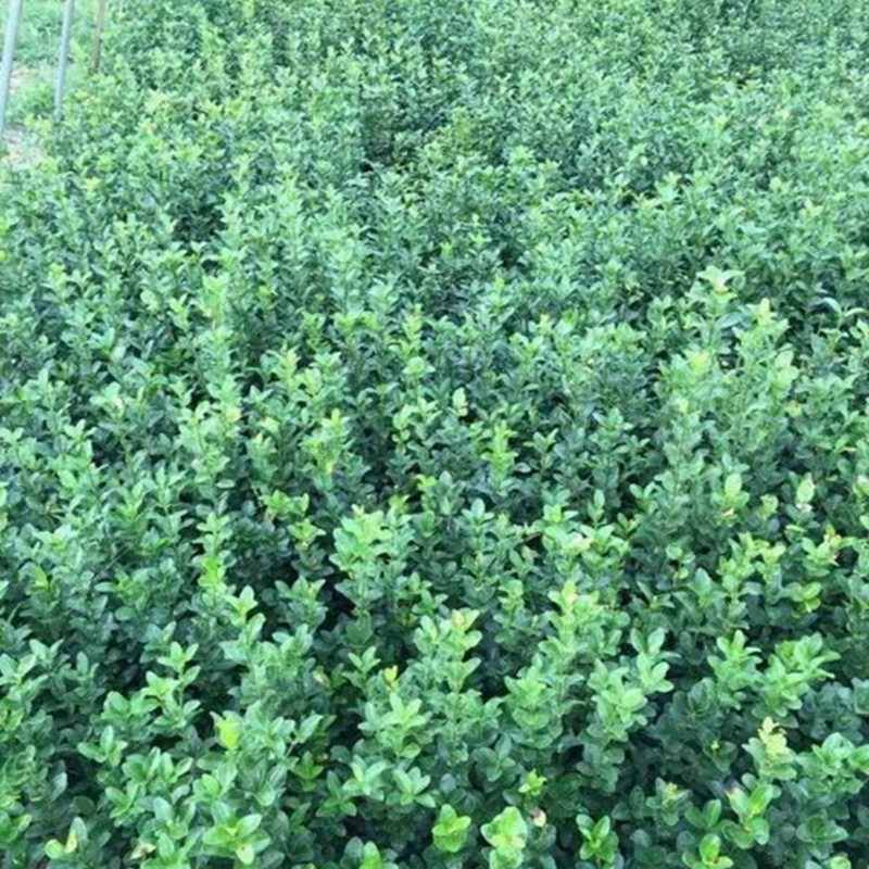高度50公分的胶东卫矛苗