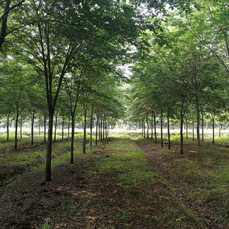 榉树