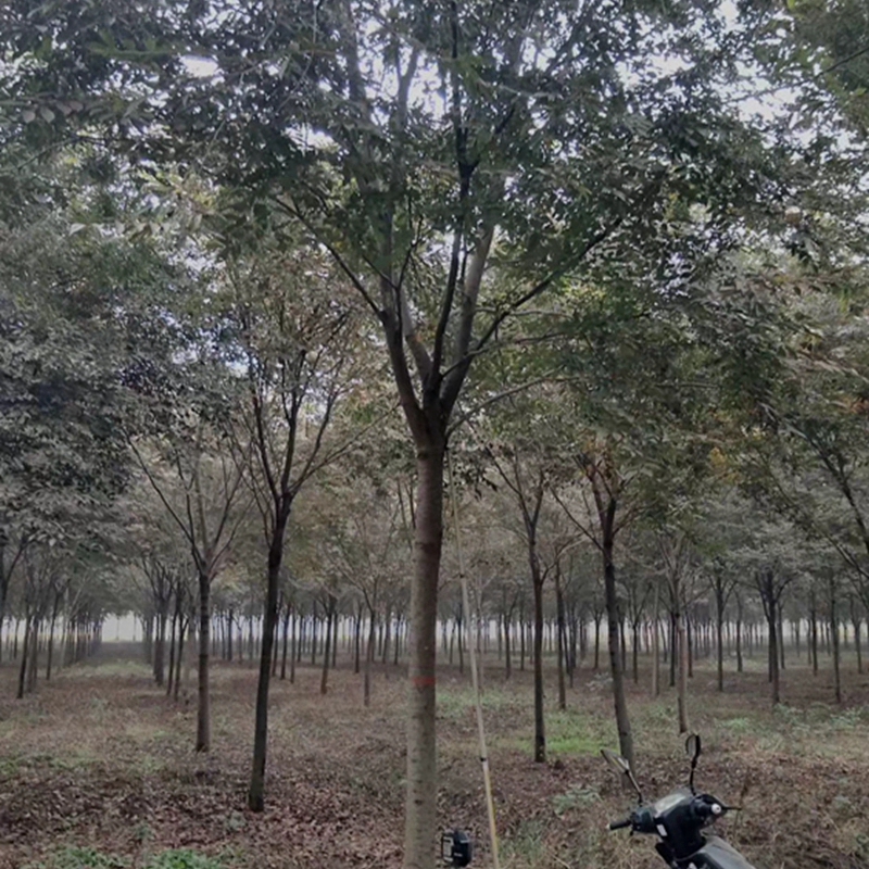 精品榉树基地