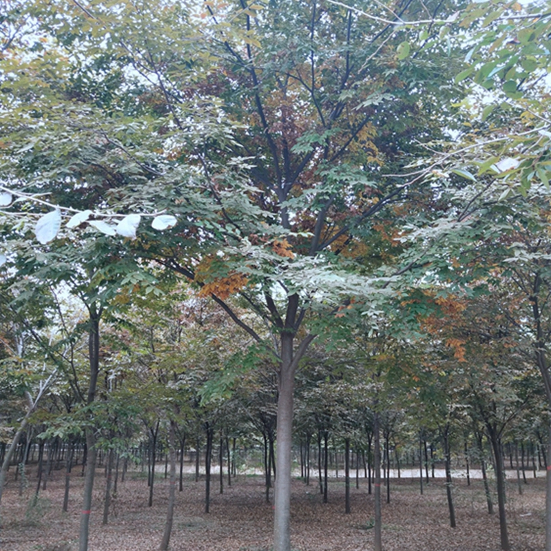 红榉树