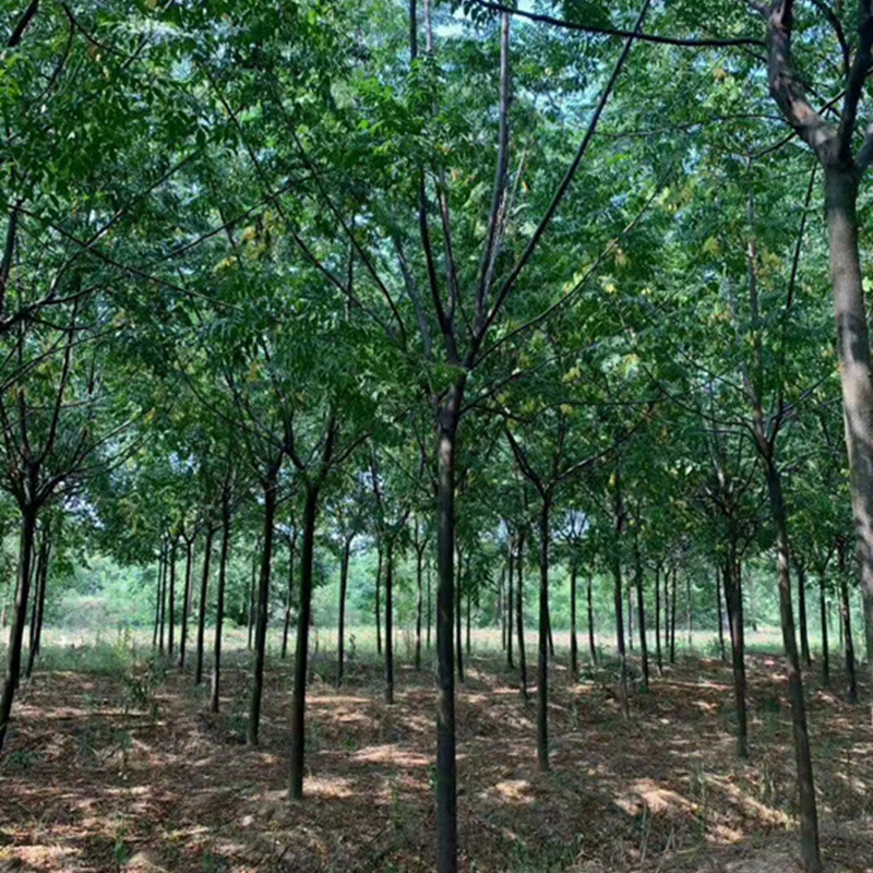 苦楝树苗木基地