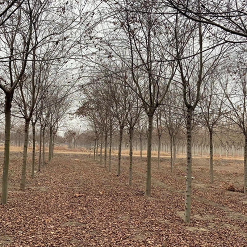 朴树基地