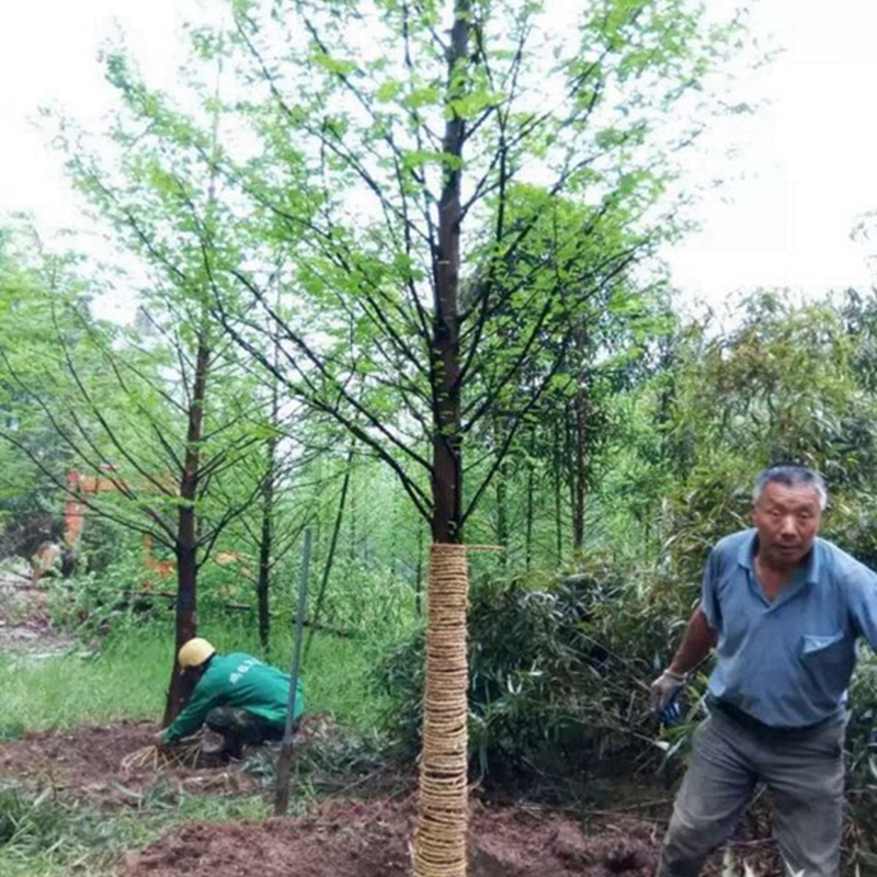 水杉起苗现场