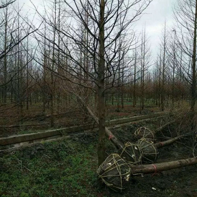 水杉苗木基地