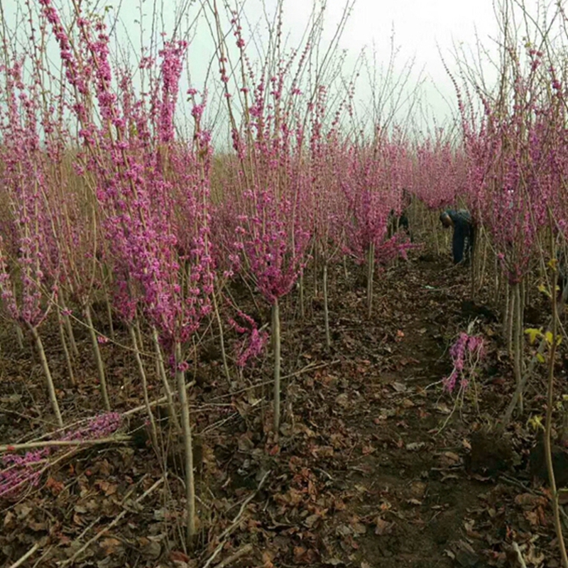 紫荆花起苗中