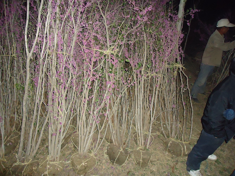 丛生紫荆花