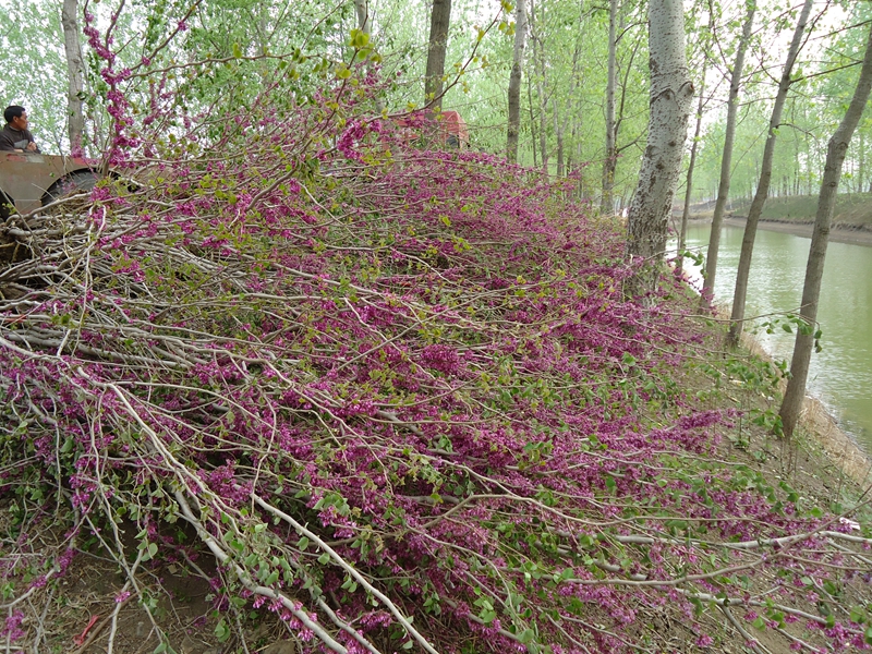 满满鲜花的紫荆