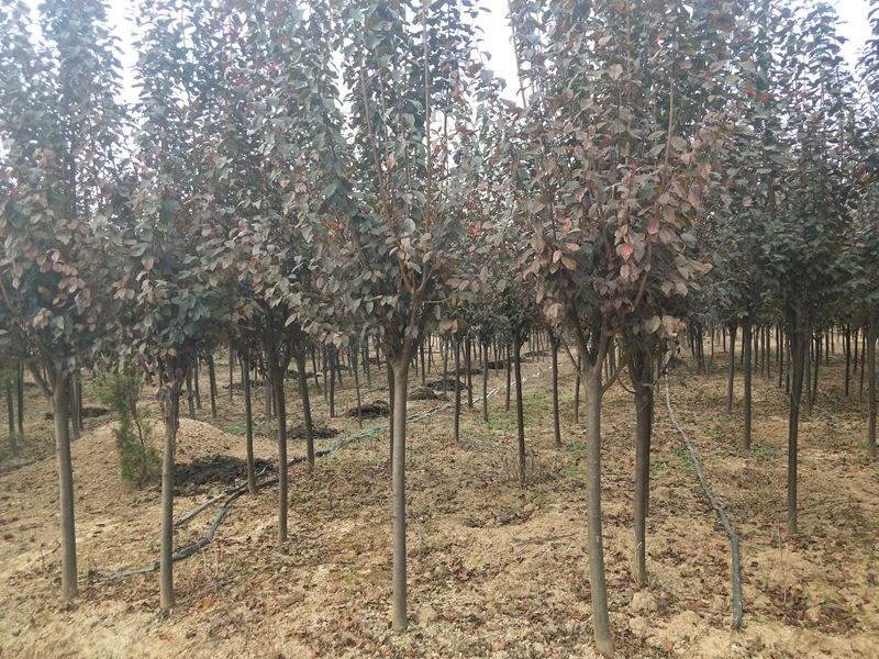 分枝统一的紫叶李树