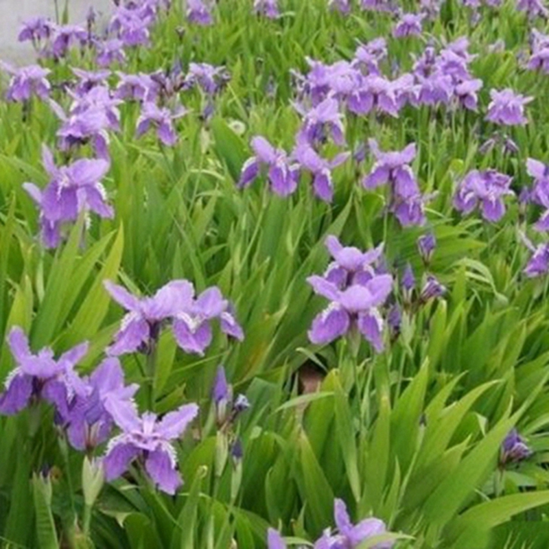 蓝花鸢尾