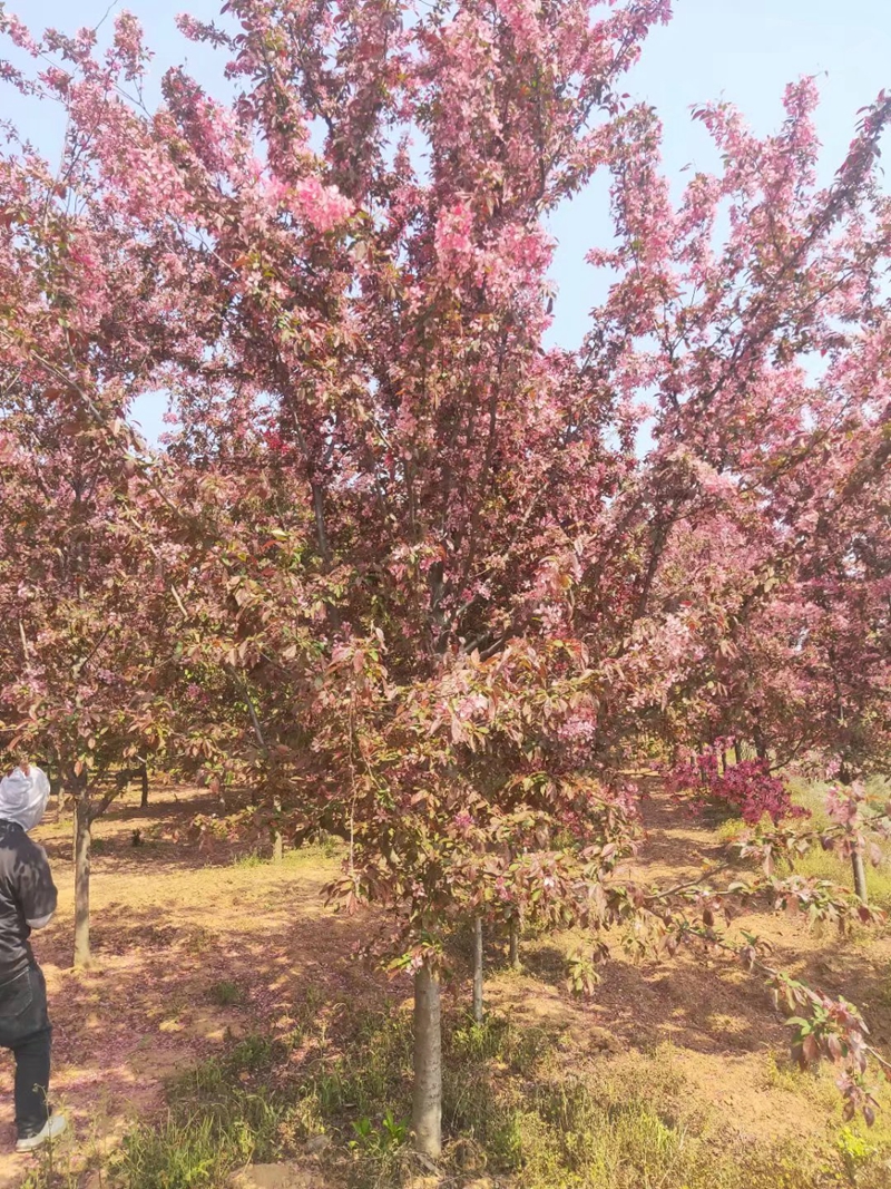 好质量的北美海棠