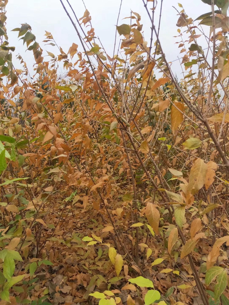 丛生腊梅