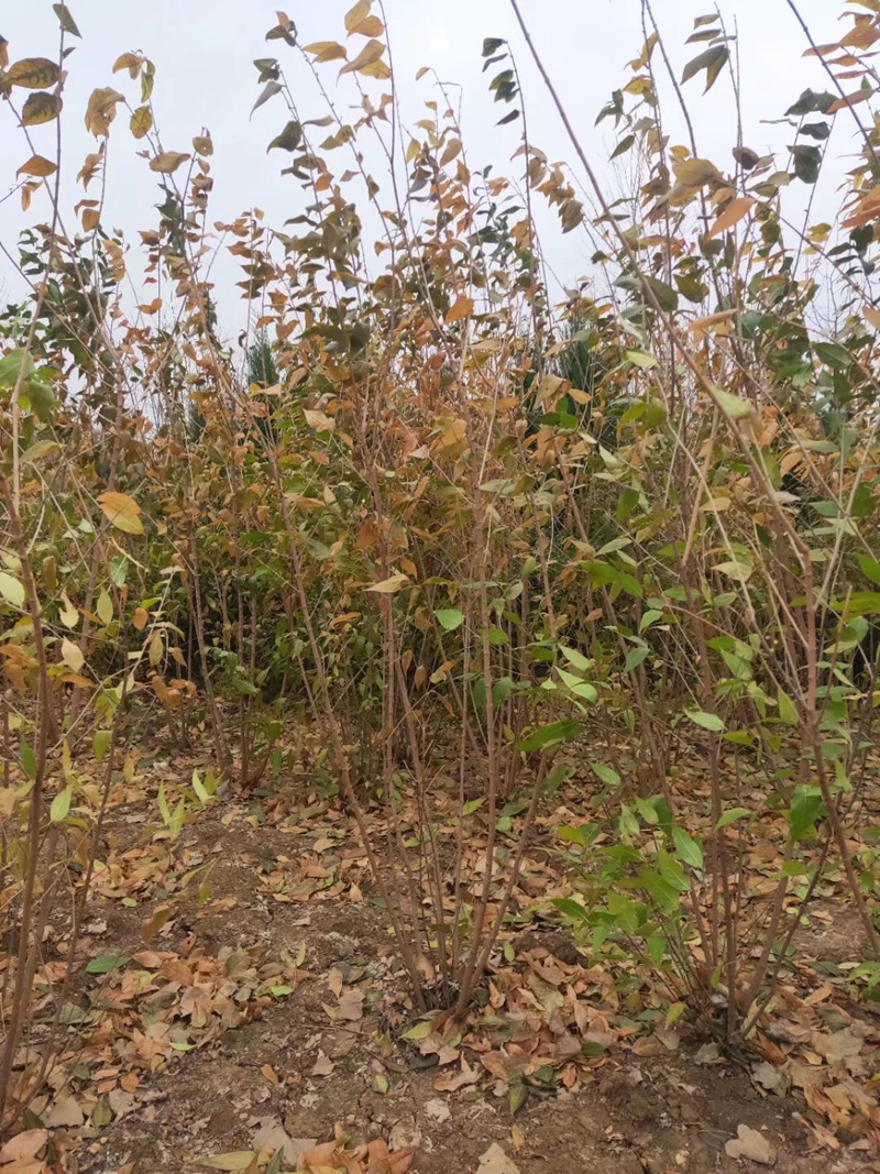 腊梅种植基地