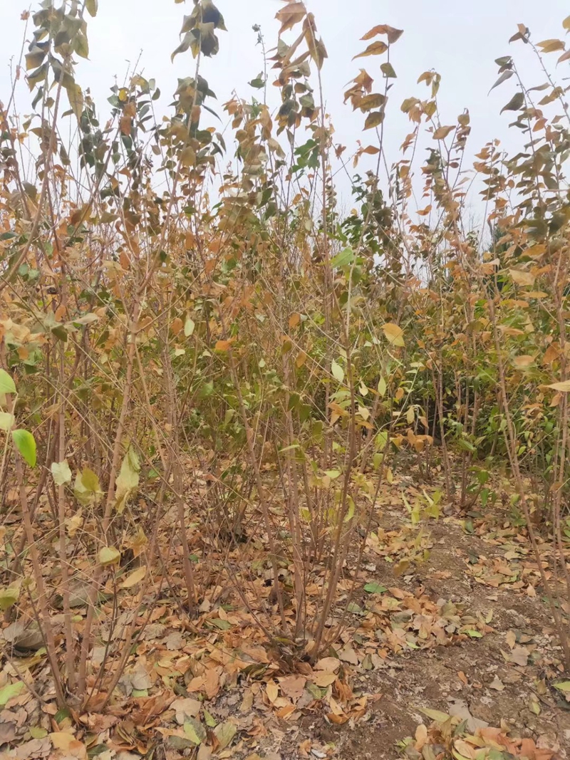 丛生腊梅繁殖基地