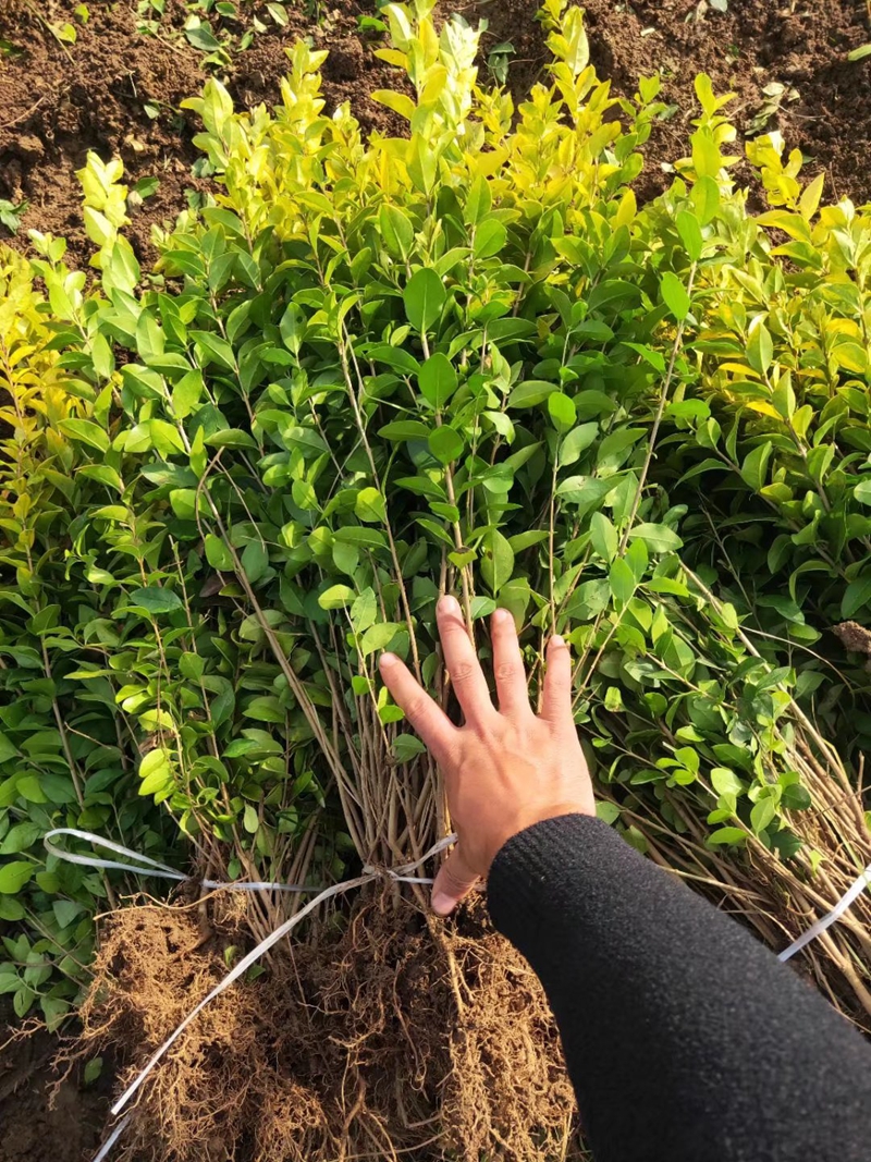 高度40-50公分的金叶女贞苗