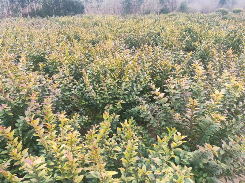 金叶女贞球苗木基地