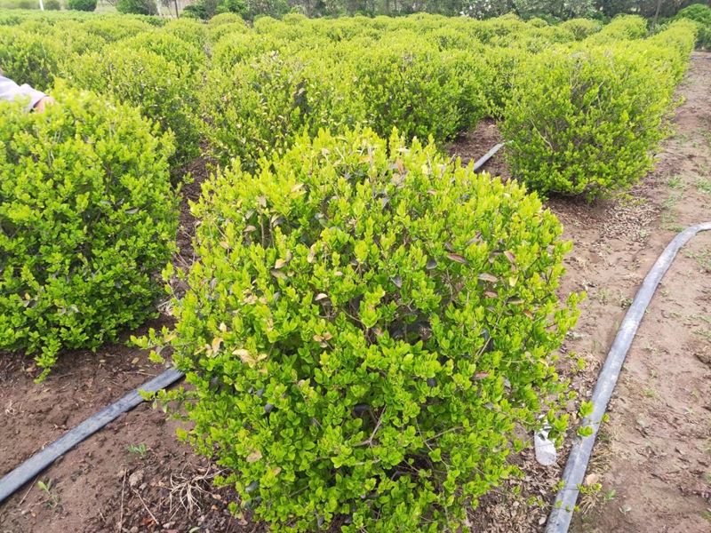 金叶女贞球苗木种植基地