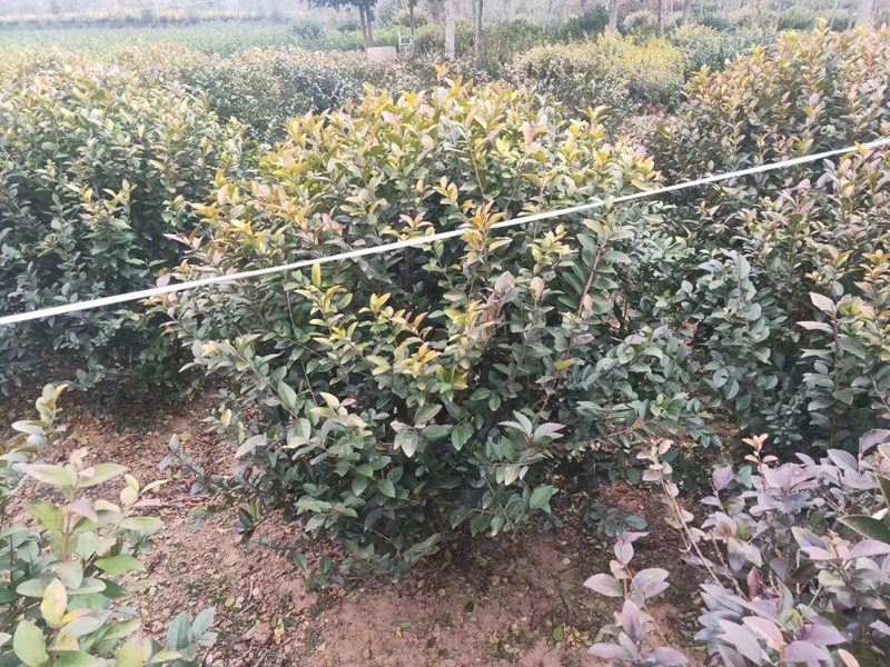 叶片长大后的金叶女贞球