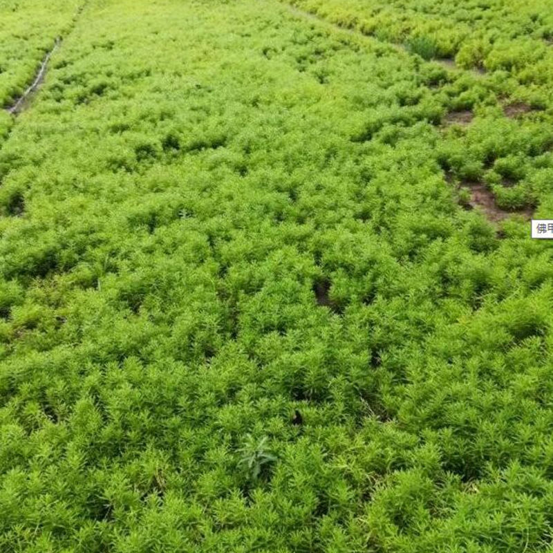 金叶佛甲草种植基地