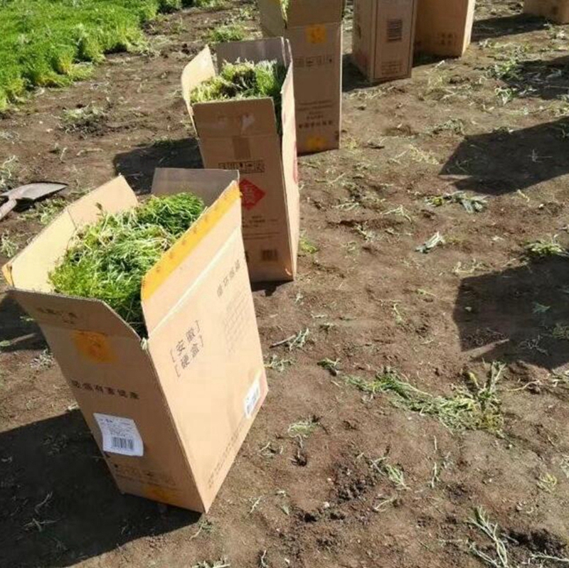 佛甲草包装现场
