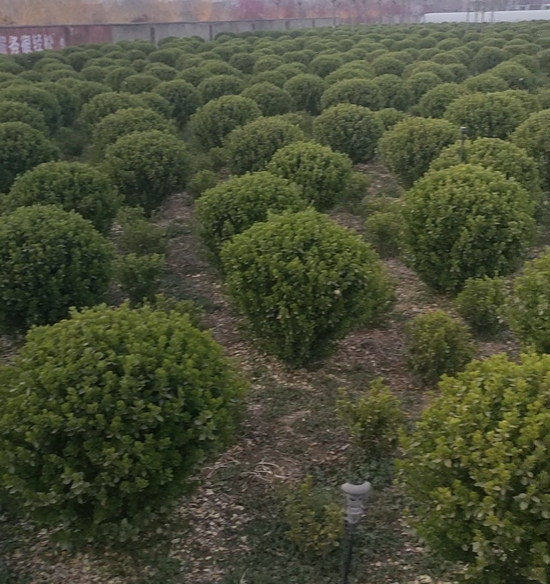 卫矛球苗木栽种基地