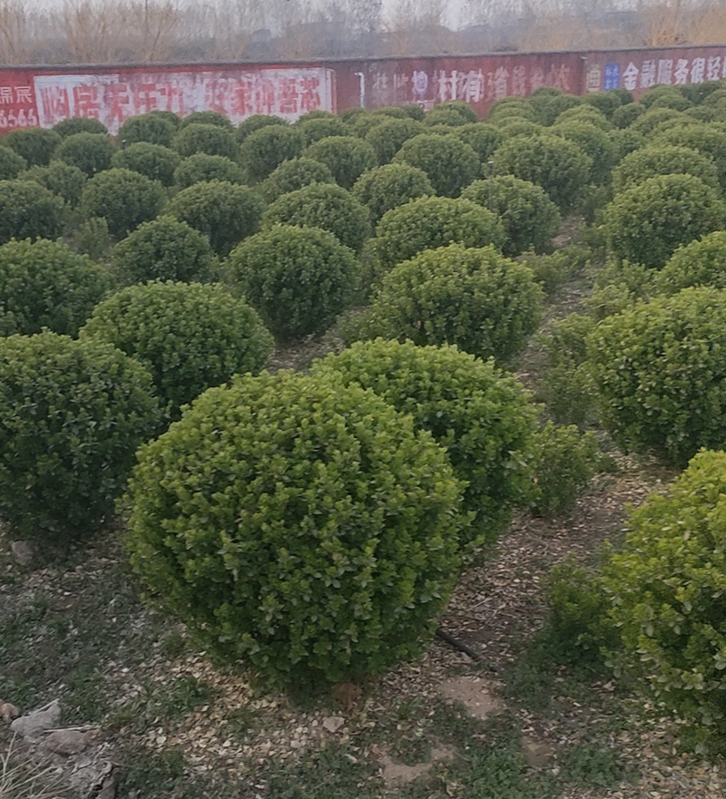精品卫矛球基地
