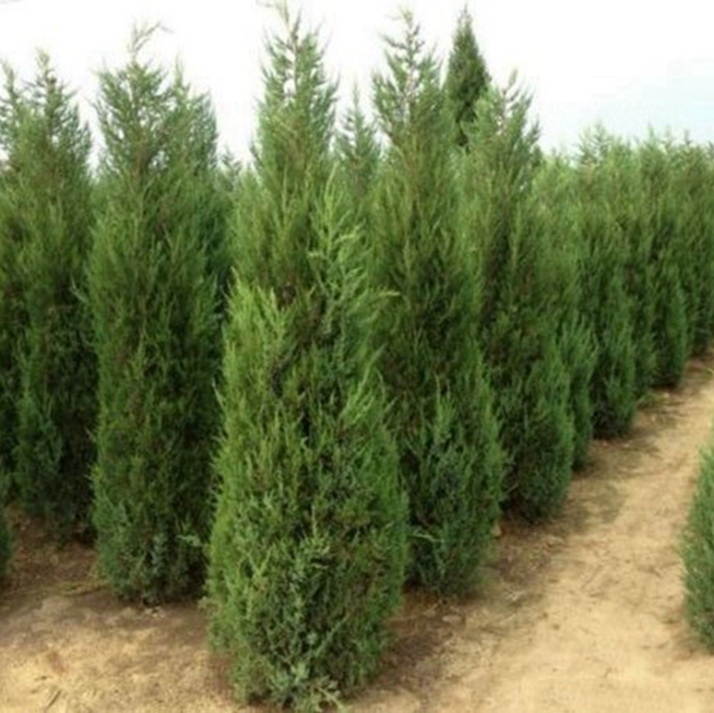 塔松苗木种植基地