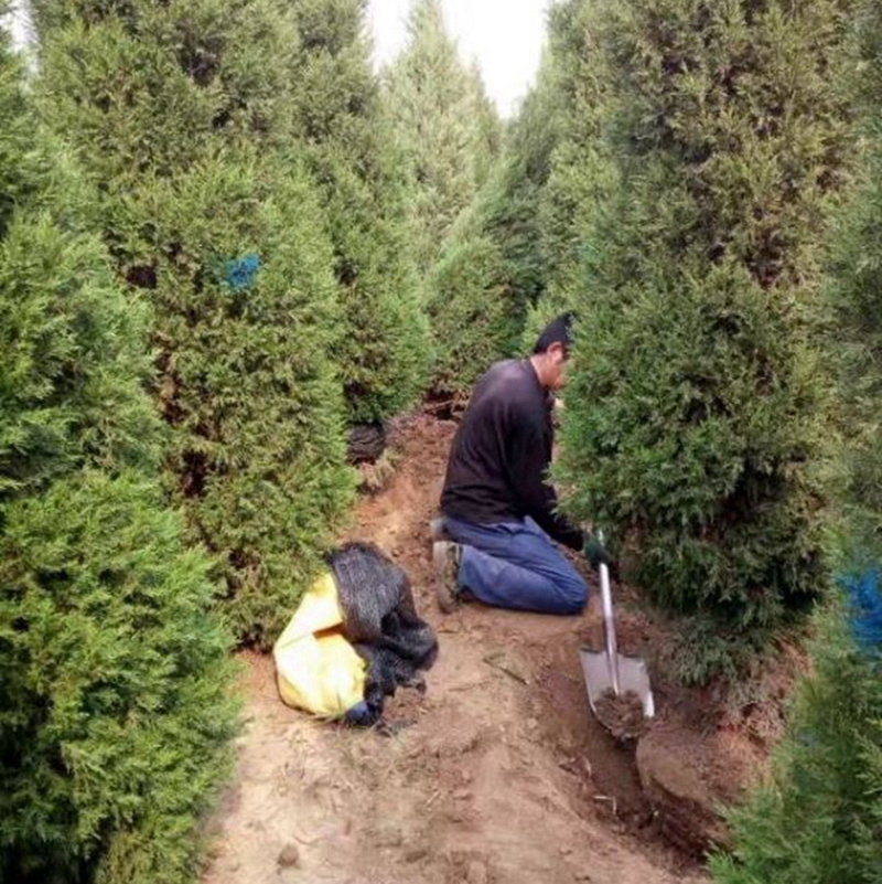 正在起苗的塔松树苗