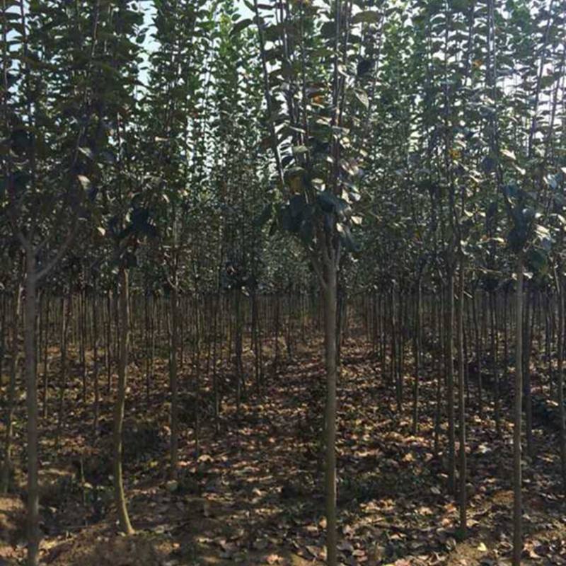定杆发帽的西府海棠