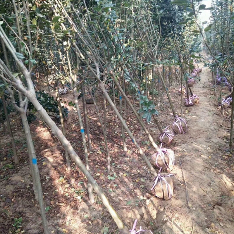 带土球起苗的西府海棠