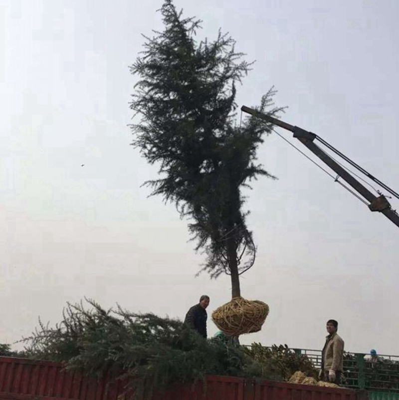 雪松装车现场