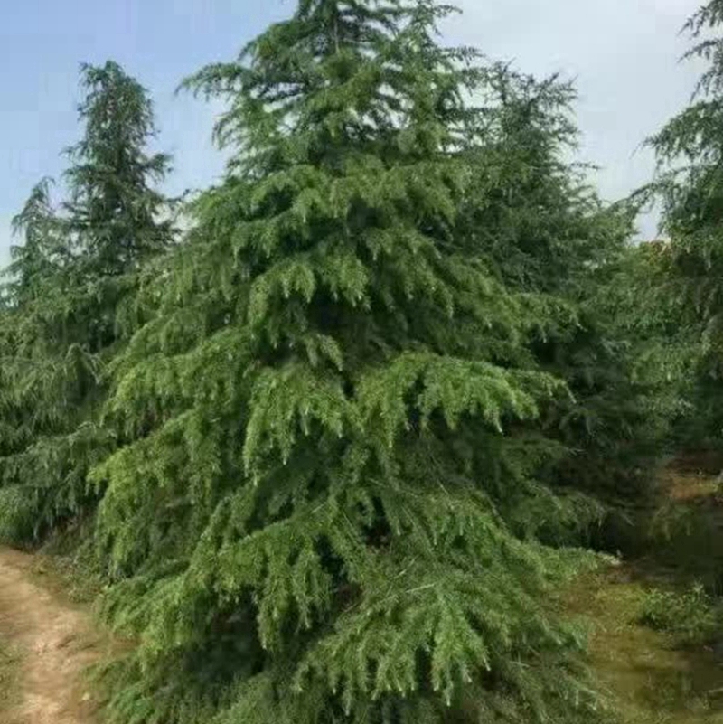 精品雪松苗木基地