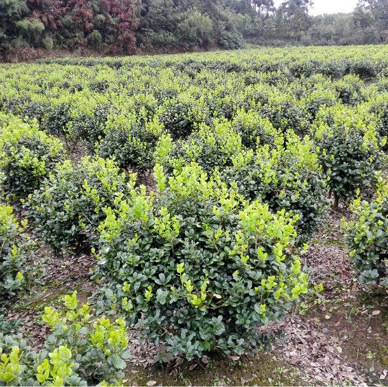 无刺构骨球苗木基地
