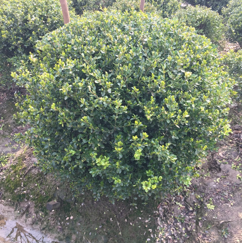 生长旺盛的无刺构骨球