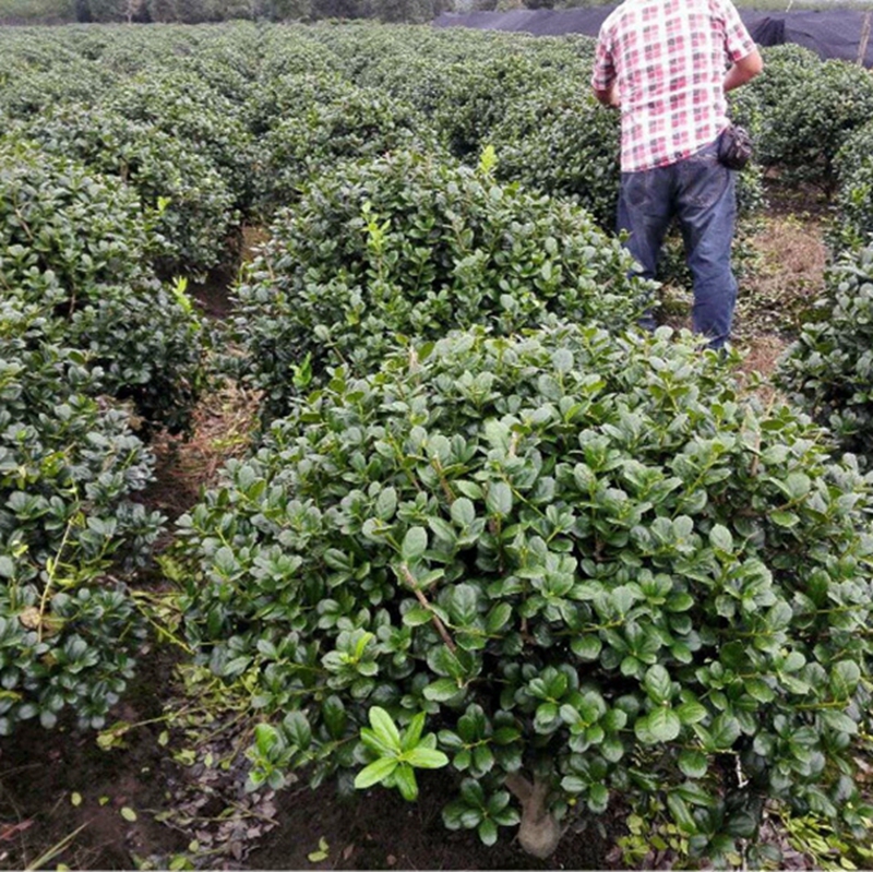 无刺构骨球正在选苗中