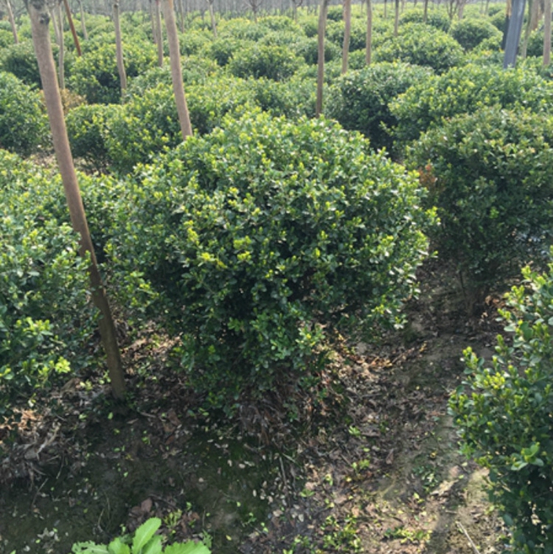 无刺构骨球种植基地