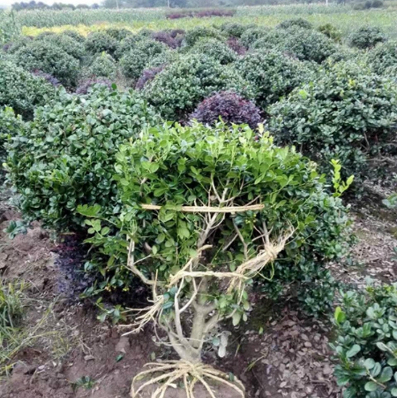 带土球起苗的无刺构骨球