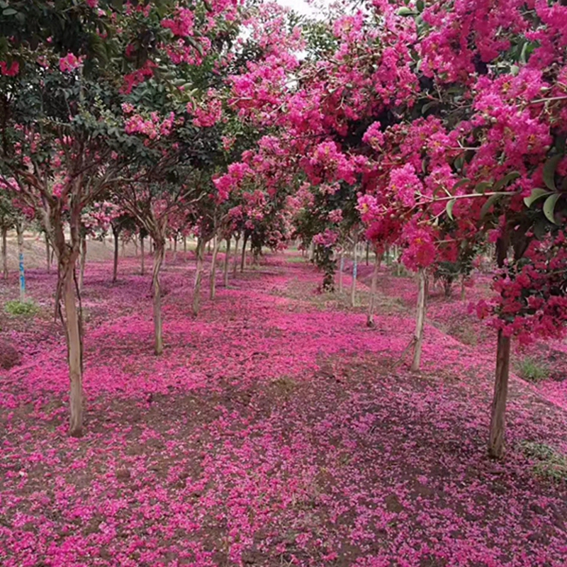 花色鲜艳的红花紫薇树