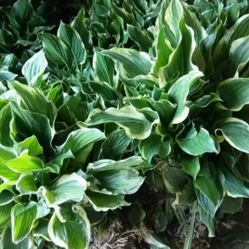 花叶玉簪