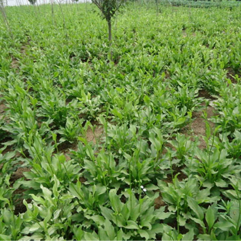 玉簪苗木种植基地