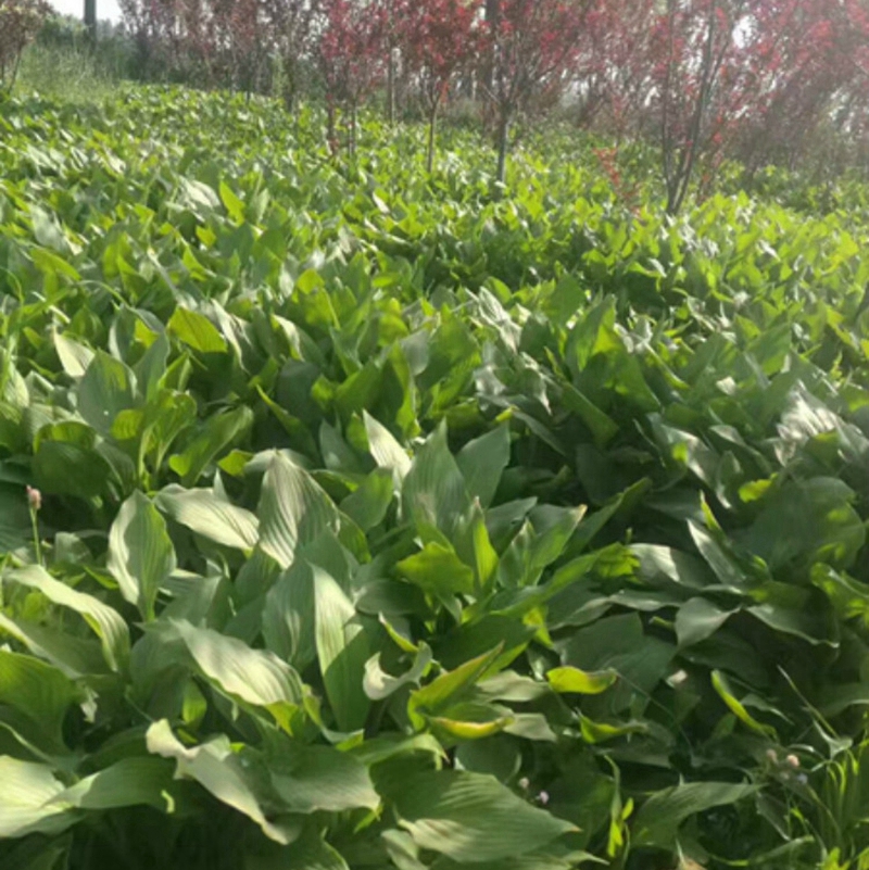 玉簪种植基地
