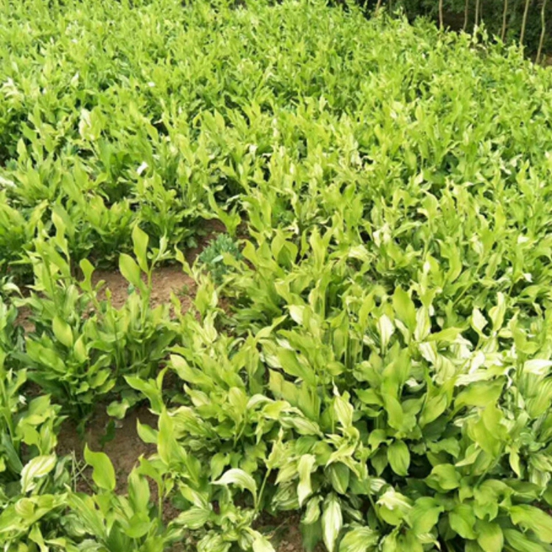 玉簪基地
