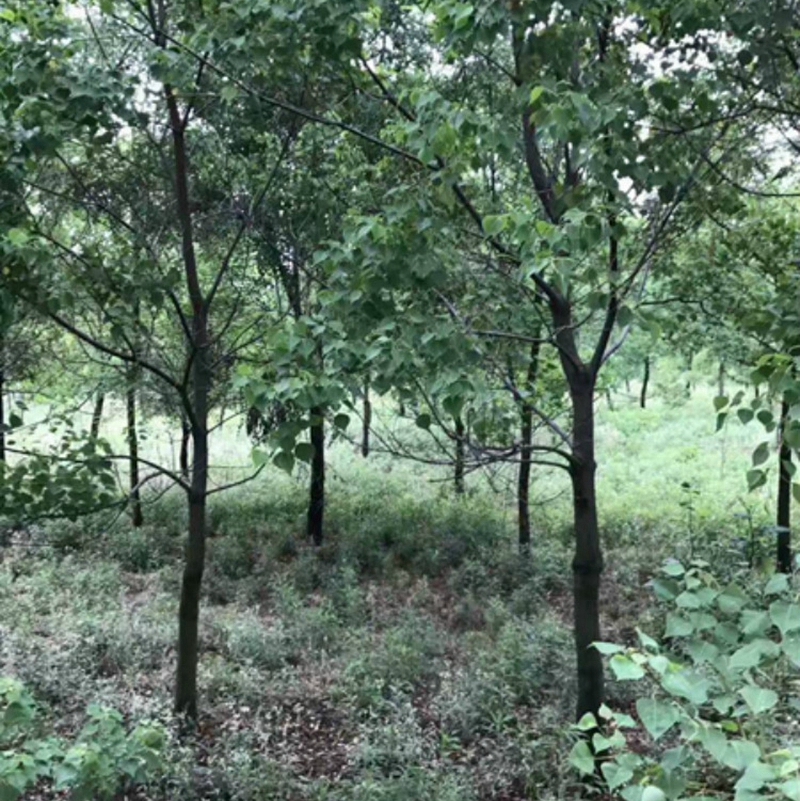 红叶乌桕树